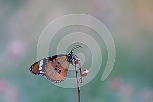 Close up of Plain Tiger Danaus chrysippus butterfly visiting flower in nature in a public park and feeding itself during spring