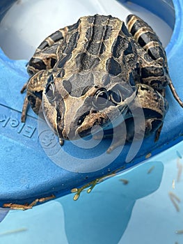 Close-up of a plains toad frog. Leptodactylus latrans