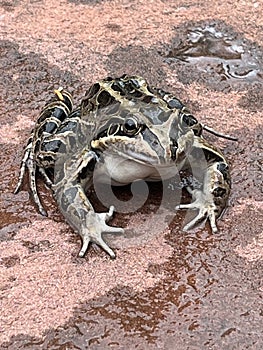 Close-up of a plains toad frog. Leptodactylus latrans