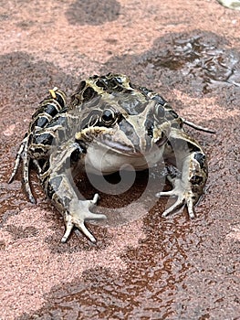 Close-up of a plains toad frog. Leptodactylus latrans