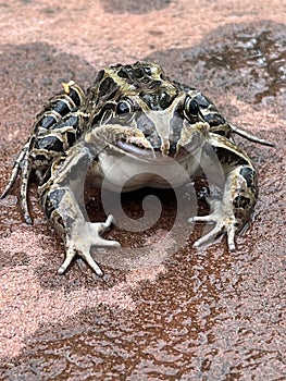 Close-up of a plains toad frog. Leptodactylus latrans