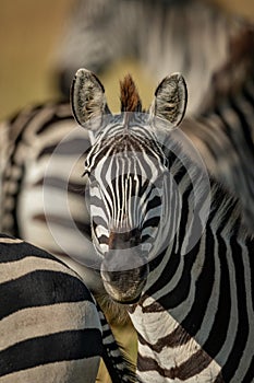 Close-up of plains zebra head among others