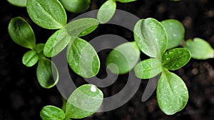 Close-up plan of fresh new plants. Green seedlings as a symbol of life.