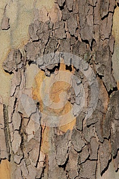 Close up of plane tree bark as background