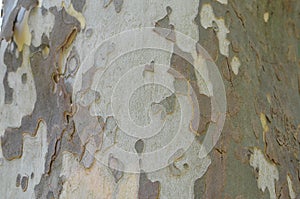 Close-up of planetree bark photo