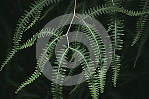 A close up plant