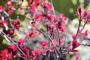 Close up of a plant or bush with red leaves. autumn concept