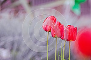 Close-up Of Plant Growing On Field.  Red Tulip