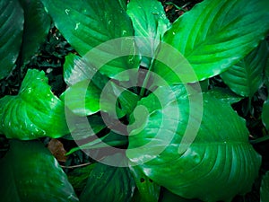 Close-Up Of Plant Growing Outdoors