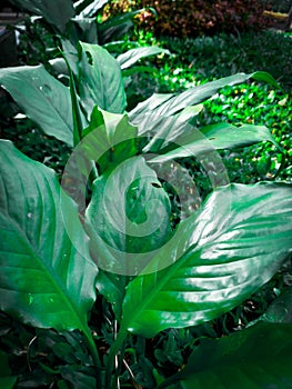 Close-Up Of Plant Growing Outdoors