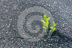 Close-up of plant growing on road