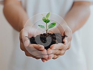 close up plant in hands. care of the environment concept