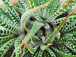 A close up of a plant Haworthiopsis attenuata