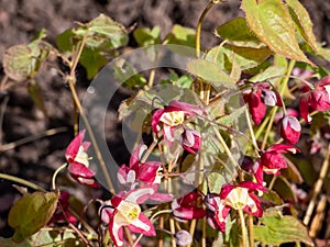 Close-up of the plant with heart-shaped leaves - the Red Barrenwort, Fairy wings or Bishop`s Hat Epimedium x rubrum flowering