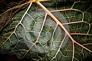 close-up of plant leaf, with bursting veins and intricate details visible