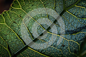 close-up of plant leaf, with bursting veins and intricate details visible