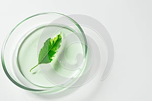 Close-up plant leaf in transparent green shampoo or facial cleaner in glass petri dish on white background with copy space