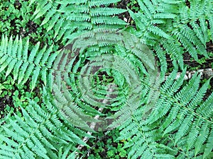 A close up of a plant. Leaves of forest fern.