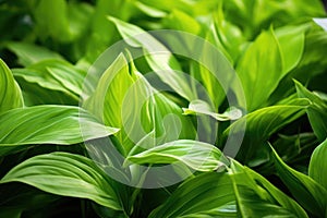 close up of plant leaves showcasing photosynthesis