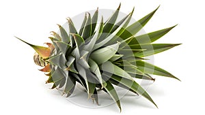 A pineapple plant on a white background (ai generated)