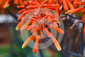 Close up of a plant with long rangy deep orange flowers