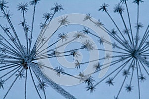 a close up of a plant with many thin stems under it