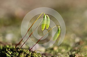 Close up Plant Moss Sporophytes