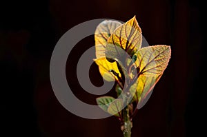 Close up of a plant with red details