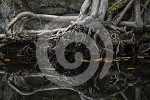 Close-up of plant roots extending into pool water