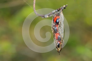 Close-up plant seeds bead Jequirity Gunja background photo