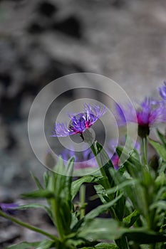 Close up of a plant with a soft background