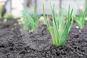 Close up of a plant sprouting from the ground