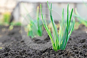 Close up of a plant sprouting from the ground