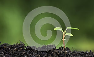 Close up of plant sprouting from the ground with vivid green bokeh background