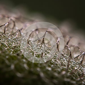 Close-up of a plant surface showcasing a network of fine, hair-like structures. The photo