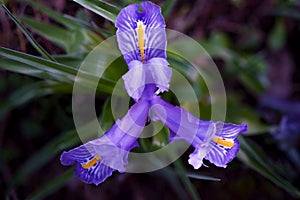 close-up of a plant ,wild iris or Iris planifolia