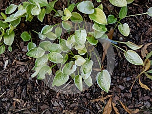 Close-up of the Plantain lily (hosta) \'Platinum Tiara\' with yellow green leaves with a thin white margin