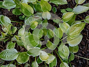 Close-up of the Plantain lily (hosta) \'Platinum Tiara\' with yellow green leaves with a thin white margin