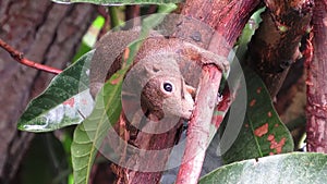 Close-up Of Plantain Squirrel Stripping Off Tree Bark