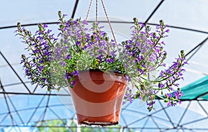 Close-up of a planter with Scaevola flowers hanging on a hanger in the garden center