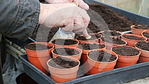 Close up planting individual seeds in pots.