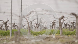 Close-up of planting of new grape field. Action. New seedlings of vineyards on agricultural field in spring. Field of