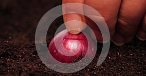 Close-up of planting an onion bulb in fertile black soil. Growing healthy organic vegetables, onions, in your garden bed