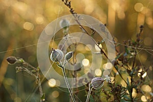 Close-up of plants in the autumn meadow at sunrise