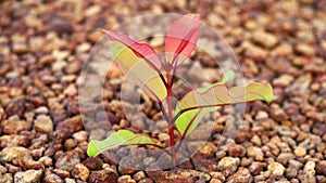 close-up of plants in barren gravel land, new life in barren land