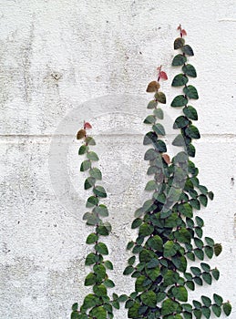 Close up plants Ivy growing on white concrete wall