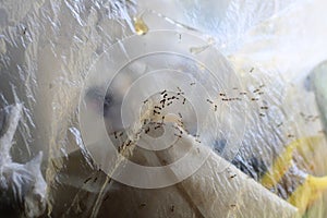 Close-up of plastic bag garbage with ant.
