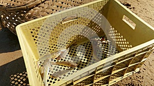 Close-up into a plastic crate holding few fishes