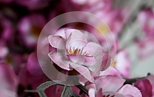 Close up plastic sakura flower