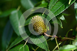 Close up on Platycarya strobilacea, a species of flowering plant in the family Juglandaceae, growing in Leipzig, Germany